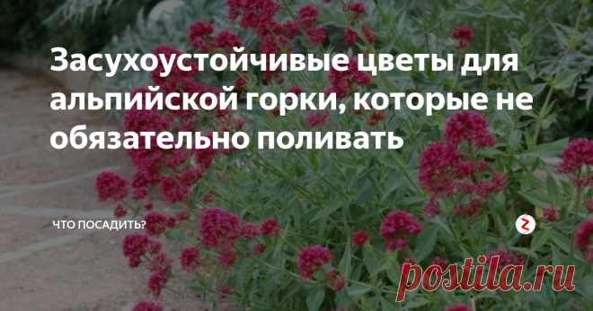 Засухоустойчивые цветы для альпийской горки, которые не обязательно поливать Альпийская горка собирает у себя самые неприхотливые растения, которые способны обходиться без ухода, и вместе с тем неустанно цвести. Разбросанные живописно между декоративными камнями, такие цветы радуют глаз своей красотой, не отнимая ваше время на уход. Что же посадить в альпинарии?
Скабиоза
Многолетний полукустарник или травянистое растение, которое в зависимости от сорта, может быть крошкой