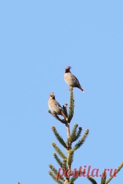 Автор: Владимир Головань

Свиристели