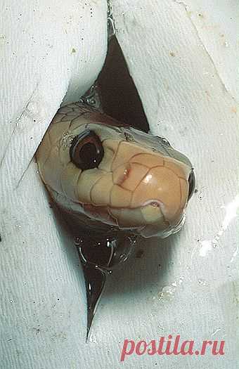 Taipan (Oxyuranus scutellatus), hatching. Queensland, Australia.