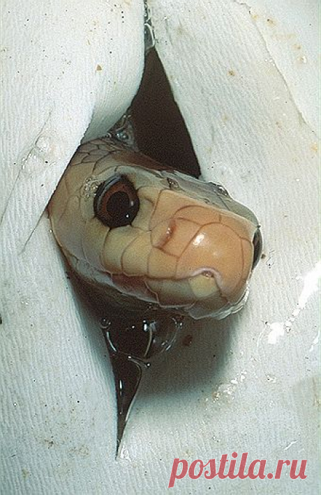 Taipan (Oxyuranus scutellatus), hatching. Queensland, Australia.