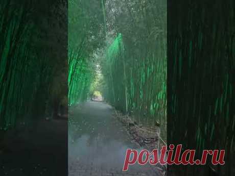 Park Klein Flottbek Hamburg #europe #hamburg #nature #park #Weihnachten #рождество #Гамбург
