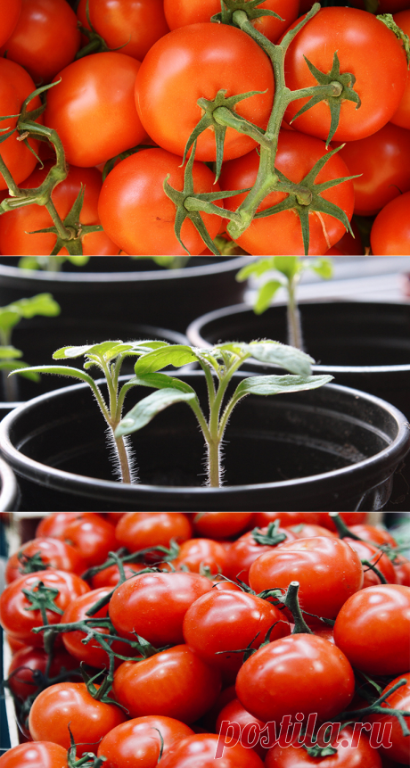 Сорта томатов для открытого грунта: какие бывают, какие выбрать?