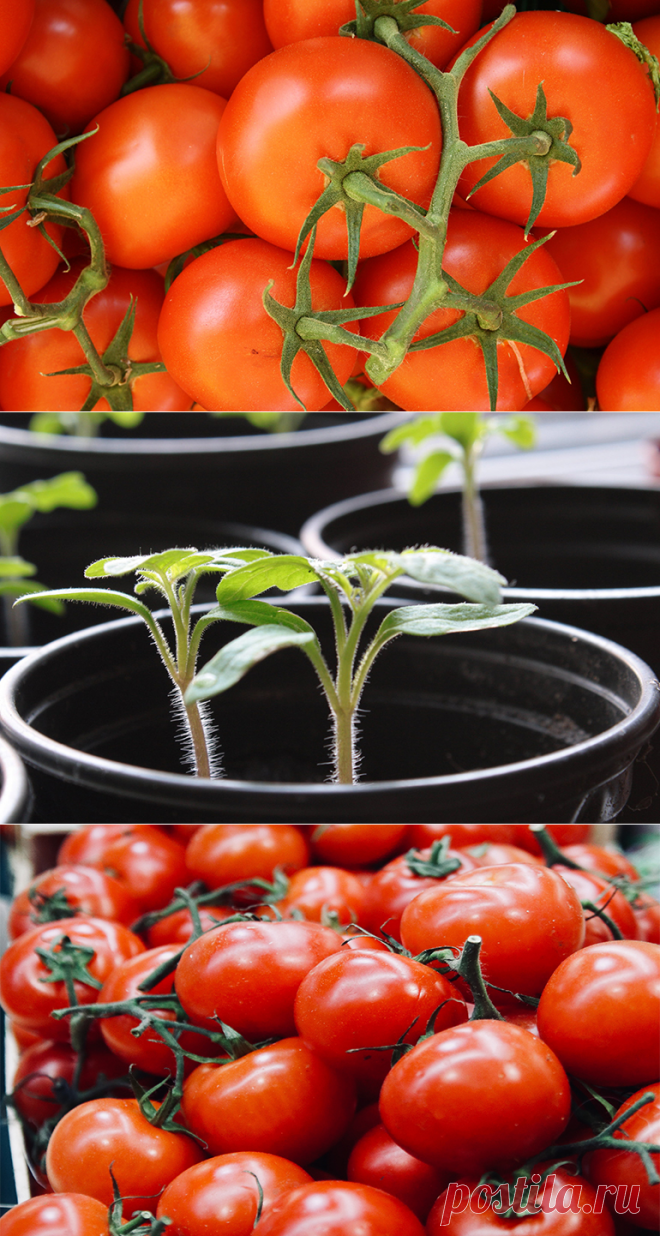 Сорта томатов для открытого грунта: какие бывают, какие выбрать?