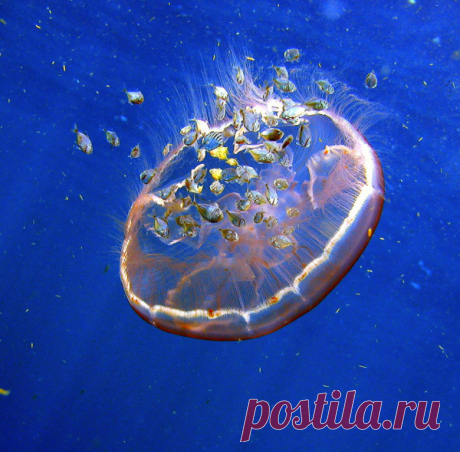 30 фото медуз — самых невероятных морских обитателей