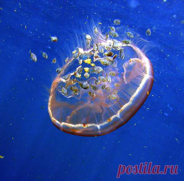 30 фото медуз — самых невероятных морских обитателей