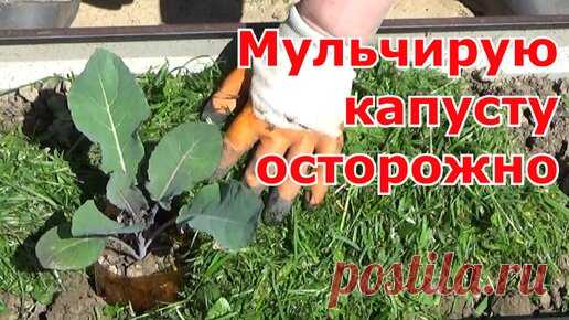 Мульчирование капусты скошенной травой и пластиковые бутылки в помощь. | Первый Загородный с Ольгой | Дзен