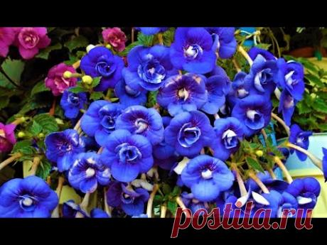 Этот Эффектный Цветок Затмит Цветением даже Петунию! Цветет ВСЕ ЛЕТО по октябрь