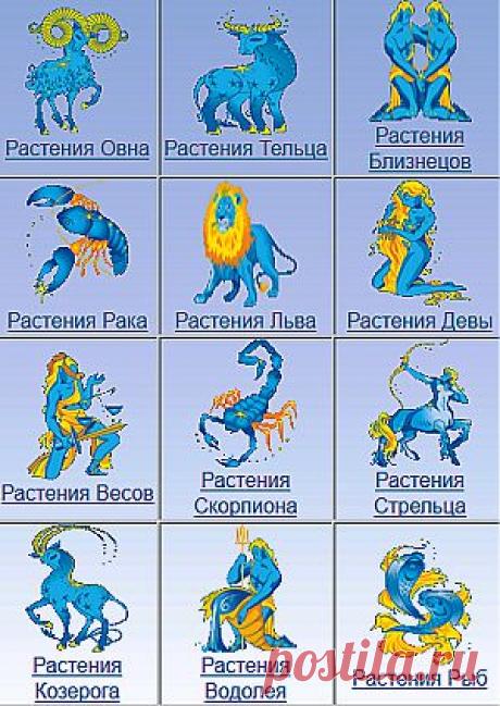 Растения и астрология,цветочный гороскоп,приметы и советы