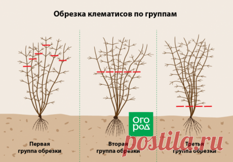 Как правильно обрезать многолетники на зиму – все тонкости осенней обрезки | Прочие многолетники (Огород.ru)