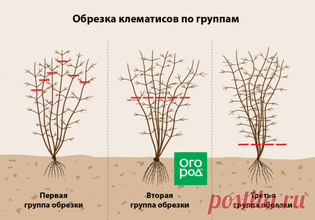 Как правильно обрезать многолетники на зиму – все тонкости осенней обрезки | Прочие многолетники (Огород.ru)