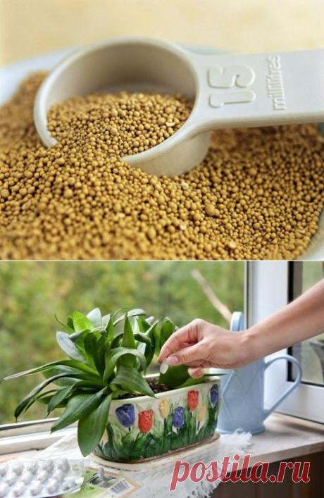 удобрение растений дрожжами - Самое интересное в блогах