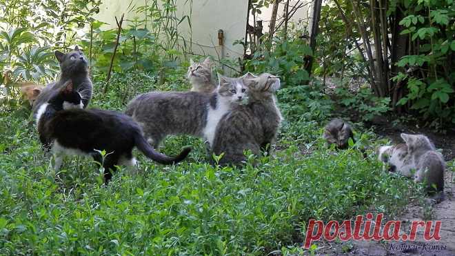 Ещё один День друзей, и он не последний | 09 июня 2024 | Сайт «Кошки–Коты» | Автор Нина Стрелкова | Кошачий календарь «Кошки каждый день» | Много котов |