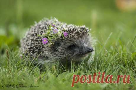 Яндекс.Фотки