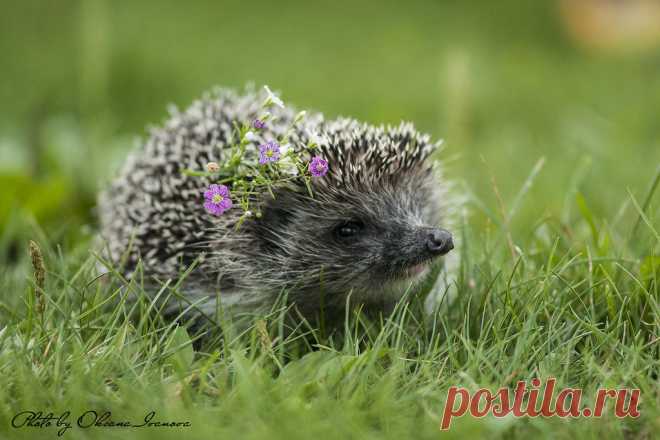 Яндекс.Фотки