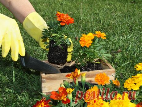 Лунный календарь для цветоводов на 2017 год: таблица для комнатных, садовых растений, дни для садовода и огородника