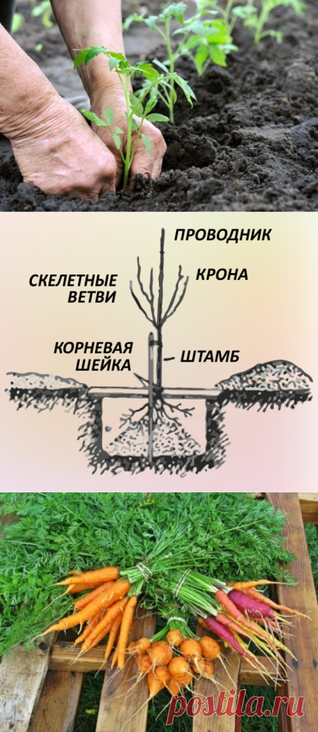 Дача | Надежда Худякова | Фотографии и советы опытных дачников на Постиле