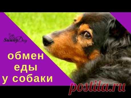 Обмен еды у собаки