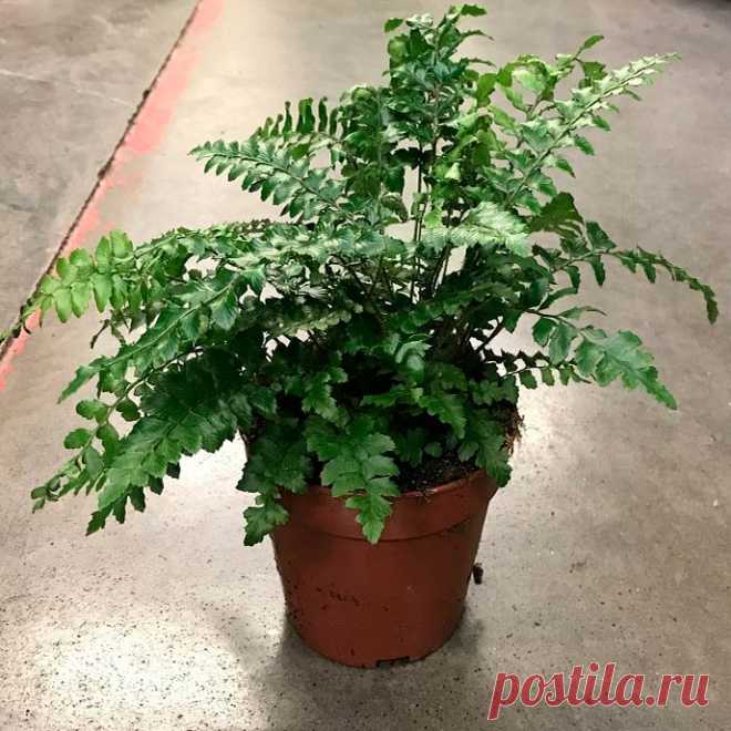 Комнатное растение Многорядник (Polystichum). Многорядники, или, как их еще называют на научный манер, полистрихумы, - небольшие компактные папоротники, неплохо подходящие для комнатного содержания. Их название намекает на многочисленные сегменты листьев (греч.polys - "много", stichos - "ряд").