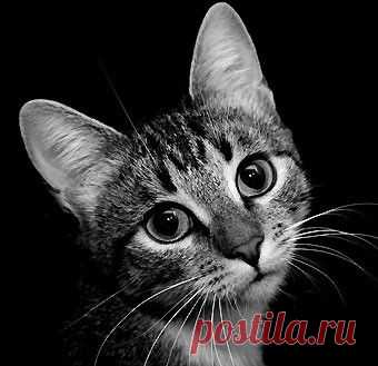 Вышивка крестиком со схемами: кот - Woman's Day