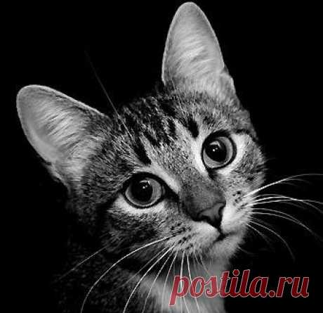 Вышивка крестиком со схемами: кот - Woman's Day