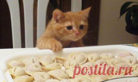 25 доказательств того, насколько коты многогранны и талантливы)))