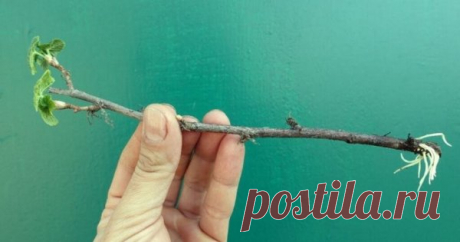 Отличный способ укоренения смородины всего за 7 дней - Идеальная хозяйка