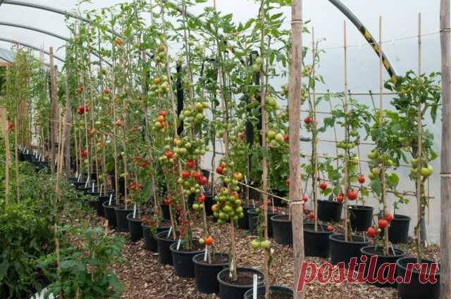 Формирование индетерминантных кустов томата.