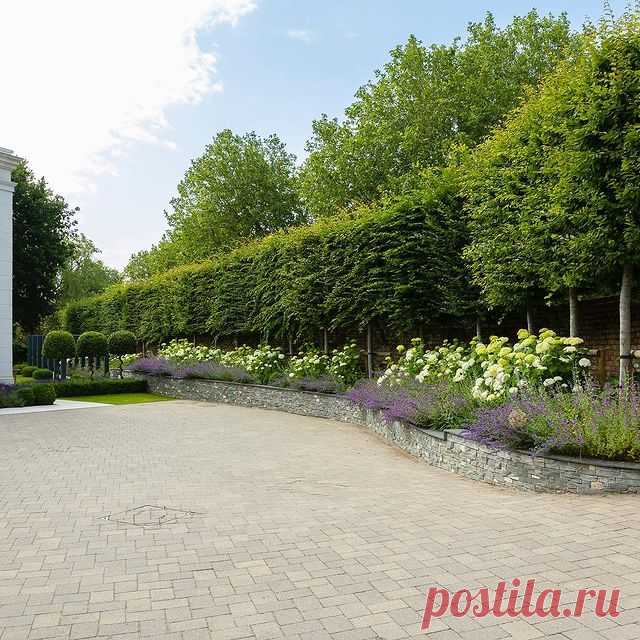 Photo by Raine garden design on January 13, 2022. May be an image of nature and tree.
