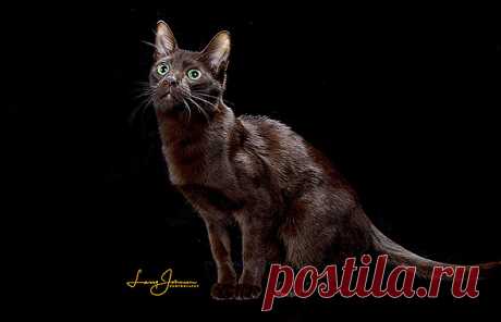 Havana Brown - The Cat Fanciers' Association