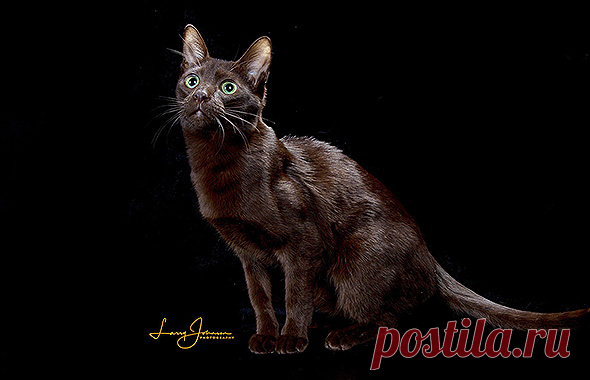 Havana Brown - The Cat Fanciers' Association
