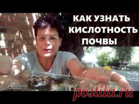 Как узнать кислотность почвы  Проверяем кислотность почвы на практике