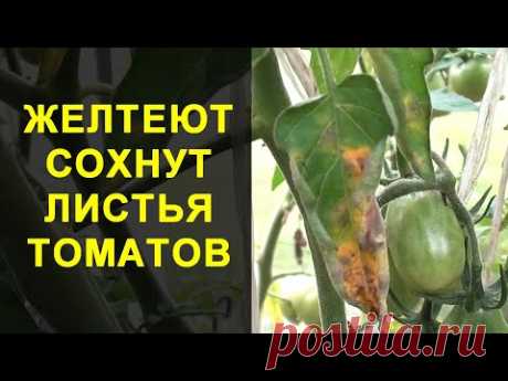 И ЧЕГО ЖЕ ВАМ НЕ ХВАТАЕТ? I как распознать нехватку элементов питания в зимнем огороде