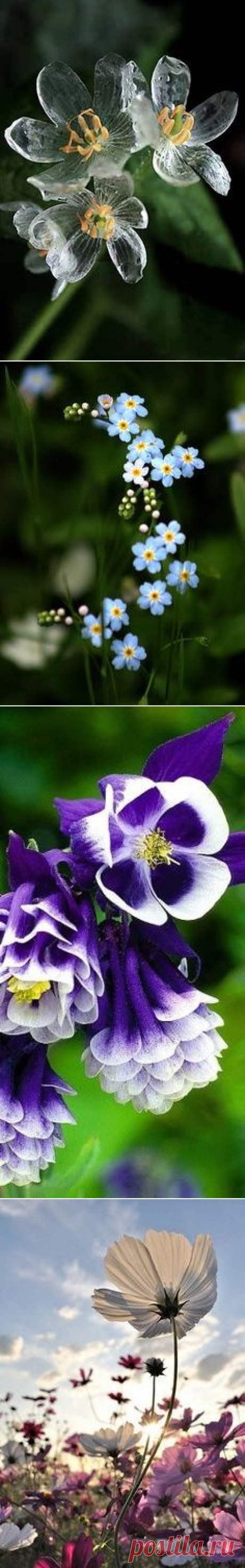 Flowers on Pinterest | Hybrid Tea Roses, Orchids and Exotic Flowers