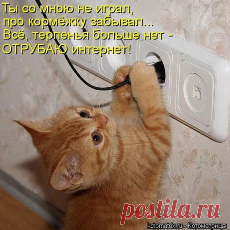 обиженный котенок