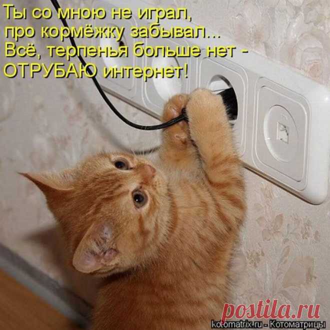 обиженный котенок