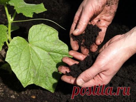 Советы огородников для большого урожая огурцов - Интересно и Полезно!