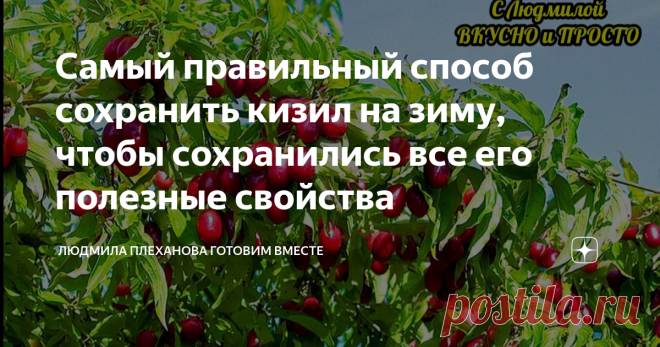 Самый правильный способ сохранить кизил на зиму, чтобы сохранились все его полезные свойства  А вкусно то как получается❗ В этом году небывалый урожай кизила, и даже у нас на даче совсем молоденькие деревья дали отличный урожай. Кизил - это очень полезная, лечебная ягода, ведь в нём содержится витамина C намного больше, чем даже в чёрной смородине.   Поэтому, чтобы сохранить полезные свойства кизила, я запасаю его на зиму в свежем виде.  Для этого способа нужен уже хорошо ...