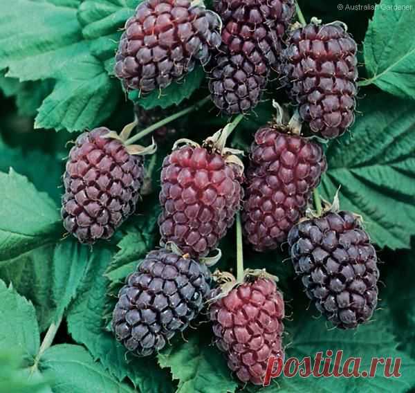 Ремонтантная ежевика | Дачный участок