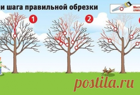 Три шага правильной обрезки!
