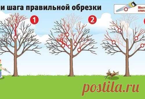 Три шага правильной обрезки!