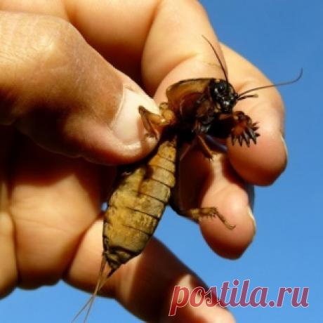 Народные методы борьбы с медведкой (советы от дачников)