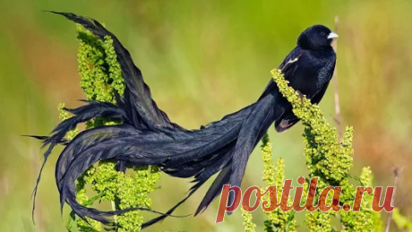 Animals - Google+