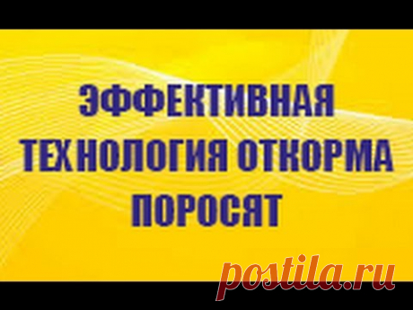 Откормите поросят быстро и выгодно по наиболее эффективной схеме откорма свиней