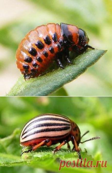 (1) Одноклассники