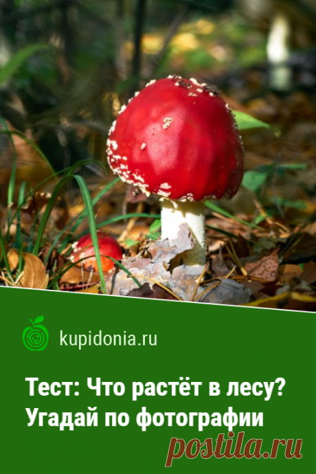 Тест: Что растёт в лесу? Угадай по фотографии. Давно ли вы были в лесу? Как хорошо ориентируетесь в тех растениях, которые можно там встретить? Этот развлекательный тест с картинками и подсказками проверит вашу визуальную память и наблюдательность.
