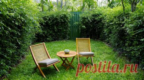 Строим забор из самшита