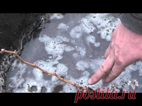 Посадка саженцев винограда. Виноград 2015.