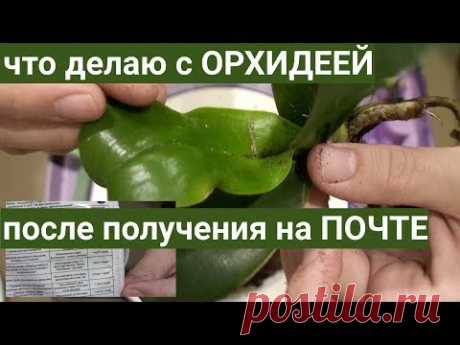 ОРХИДЕИ после ПОЧТЫ - СТРЕСС, ЭПИН, пересадка
