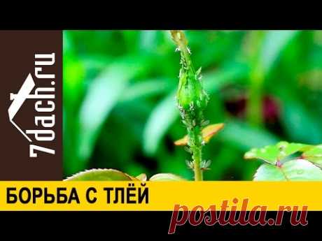 Борьба с тлёй и защита от цветоеда - 7 дач