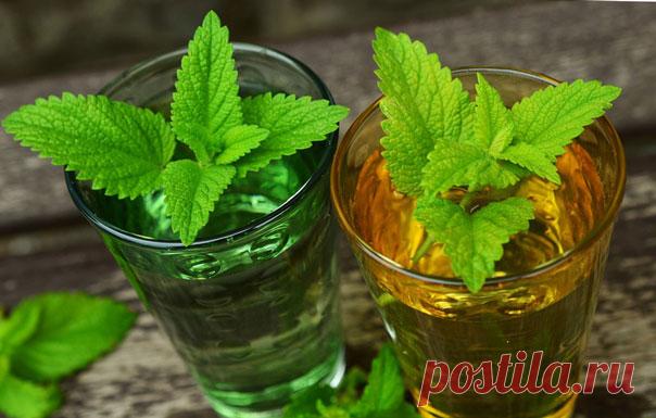 МЯТА КАК ПАНАЦЕЯ ОТ МНОГИХ ПРОБЛЕМ - Путь к истинной себе